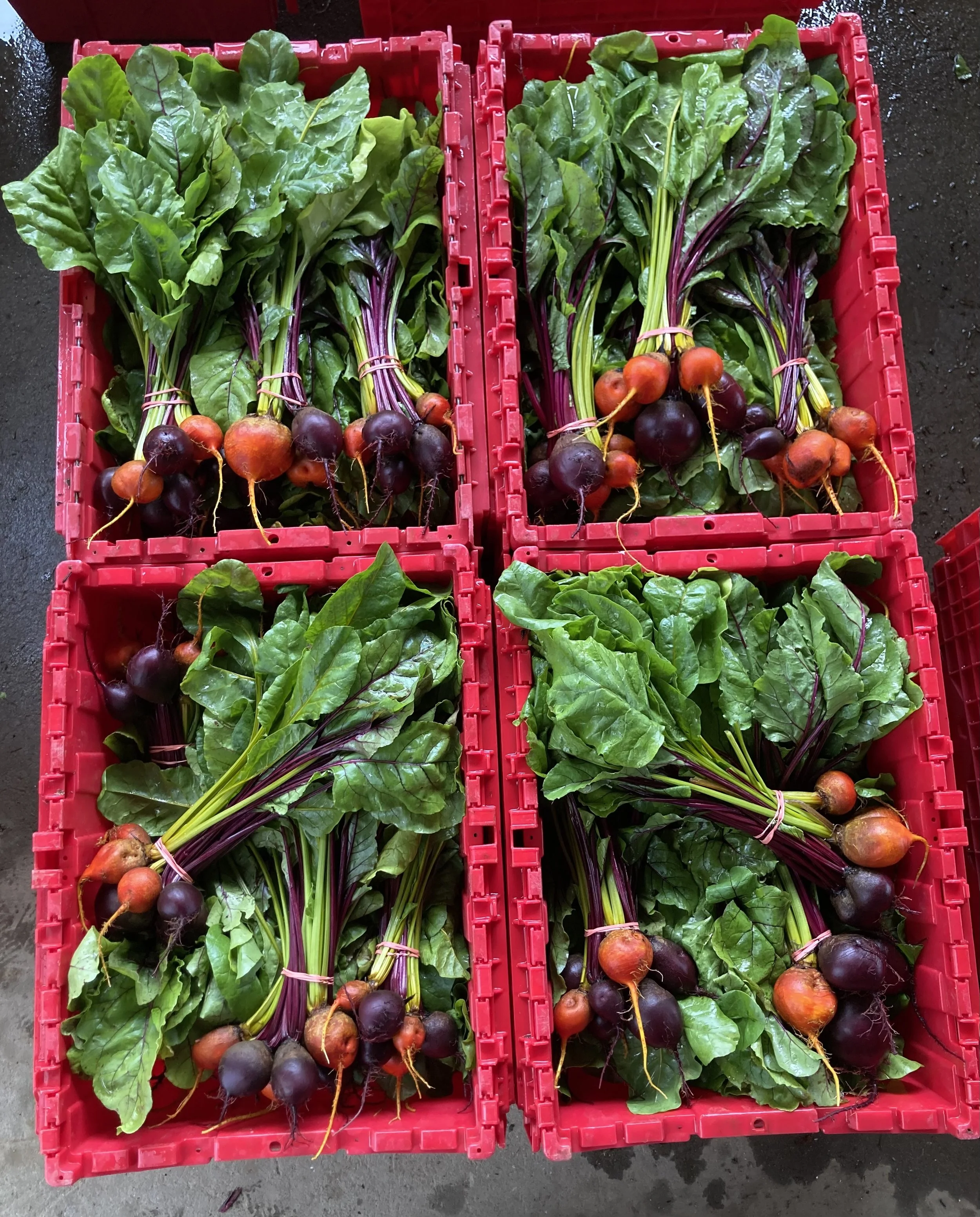 18th Week of the Summer CSA season: Week of October 3rd