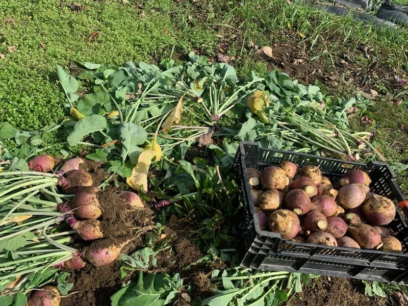 2nd Week of the Fall CSA season: Week of November 1st