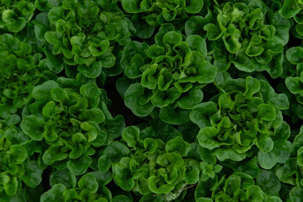 3rd Week of the Fall CSA season: Week of November 8th