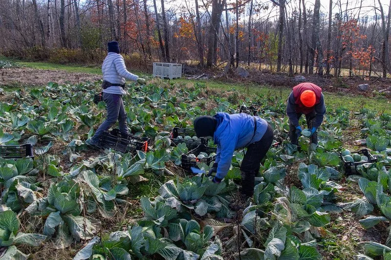4th Week of the Fall CSA season: Week of November 15th 