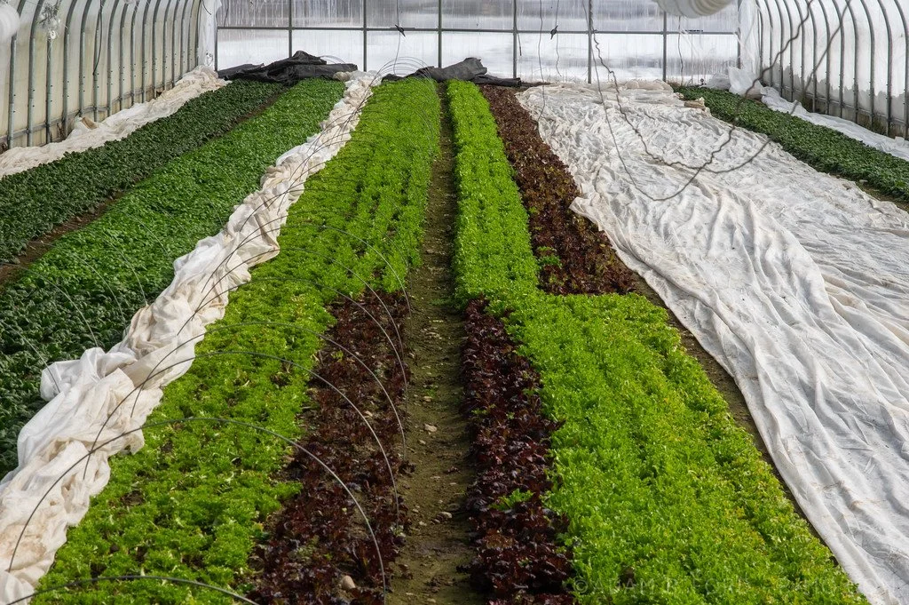 1st Week of the Spring CSA season: Week of March 6th