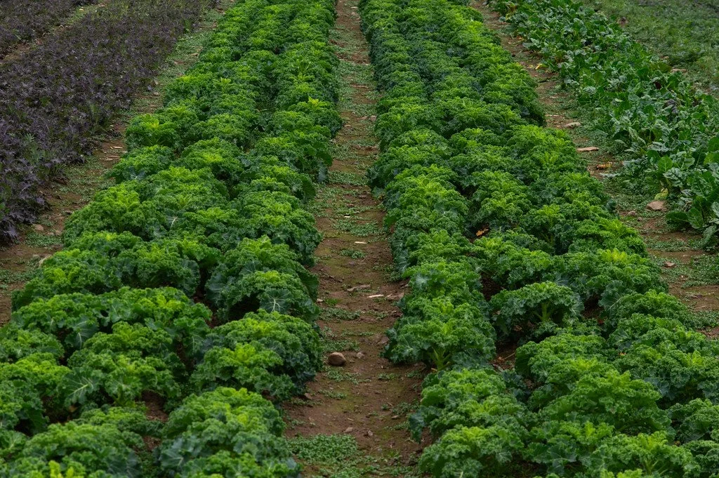 2nd Week of the Spring CSA season: Week of March 13th