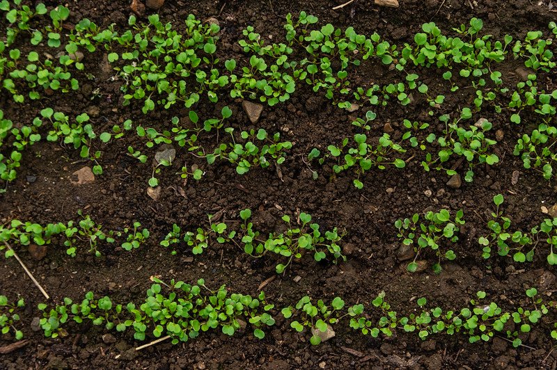 3rd Week of the Spring CSA season: Week of March 20th