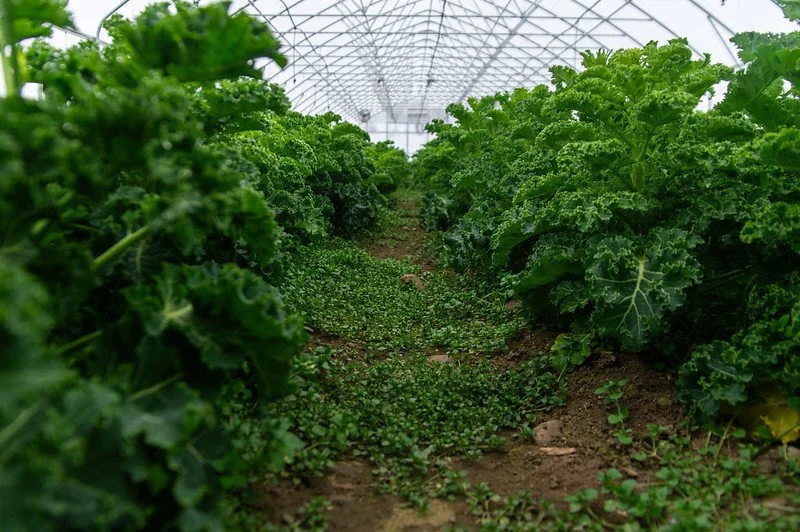 5th Week of the Spring CSA season: Week of April 3rd