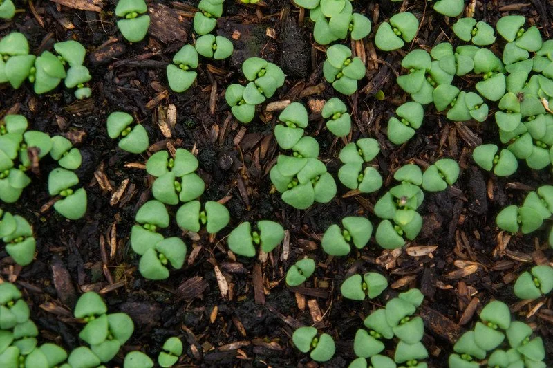 6th Week of the Spring CSA season: Week of April 10th