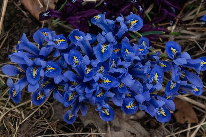 7th Week of the Spring CSA season: Week of April 17th 