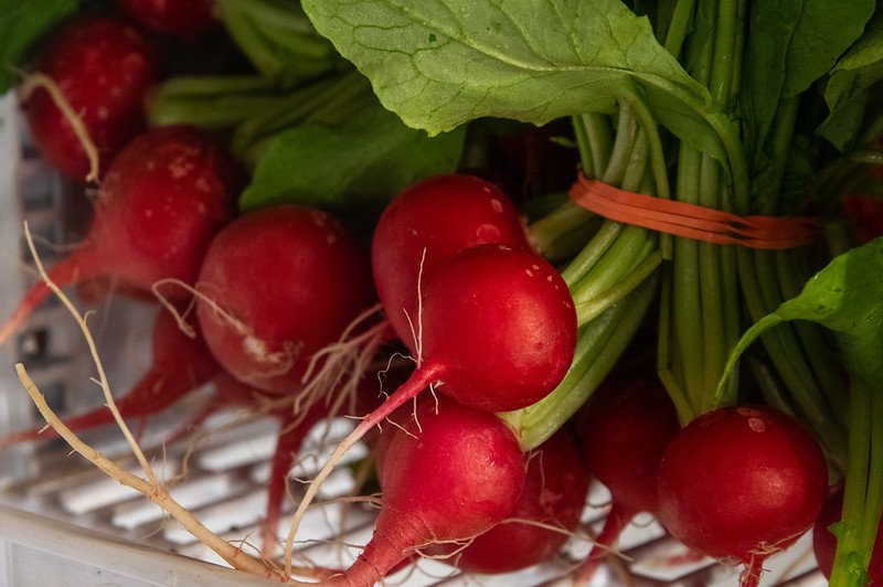 9th Week of the Spring CSA season: Week of May 1st