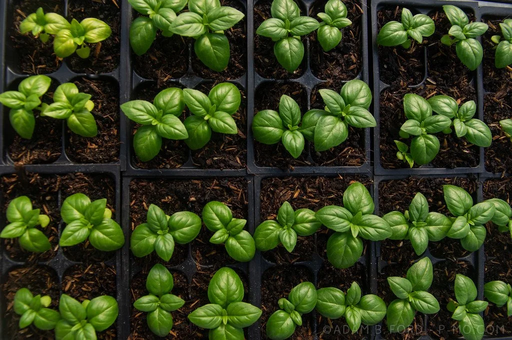 10th Week of the Spring CSA season: Week of May 8th