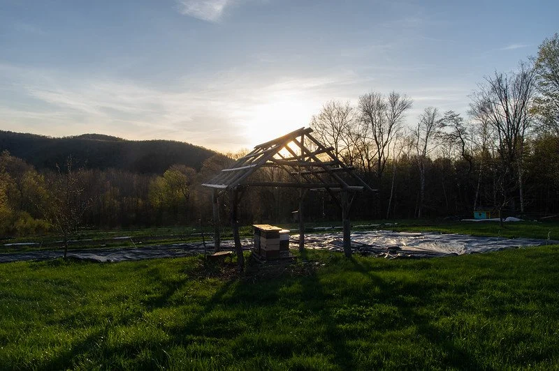 11th Week of the Spring CSA season: Week of May 15th
