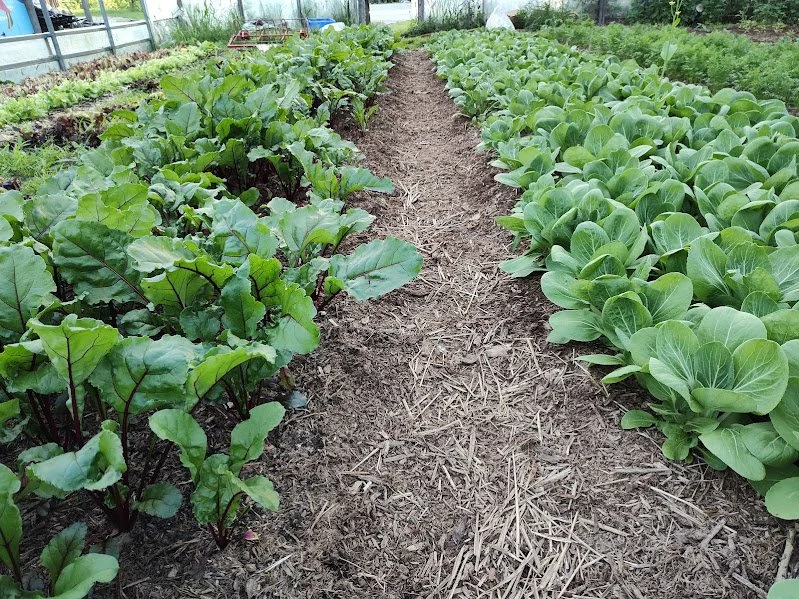 13th Week of the Spring CSA season: Week of May 29th