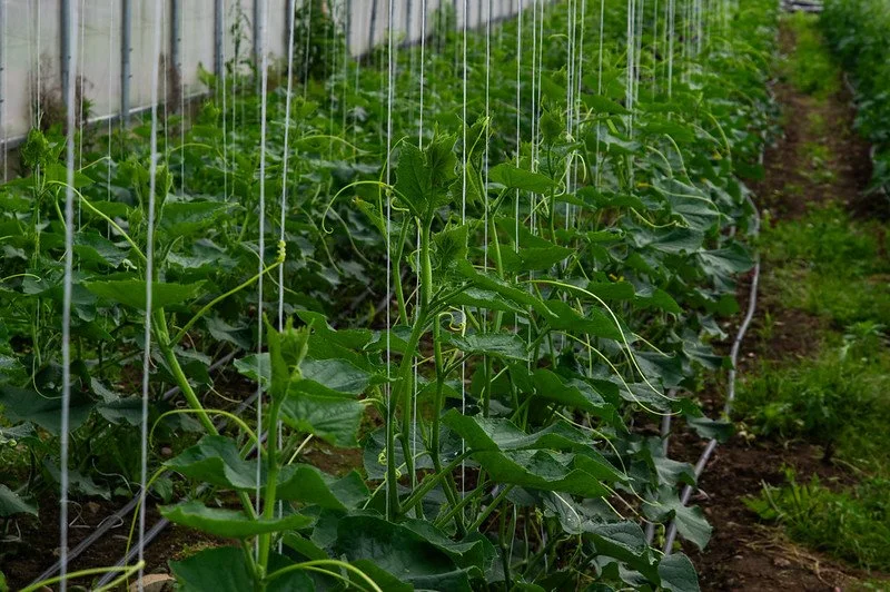 14th (LAST) Week of the Spring CSA season: Week of June 5th