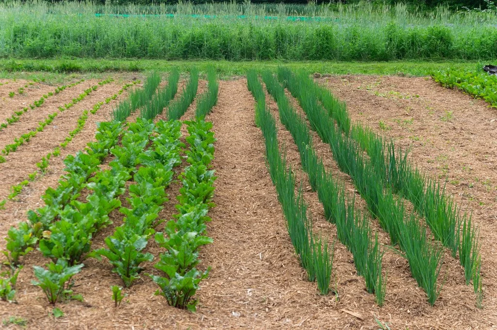 1st Week of the Summer CSA Season: Week of June 12th