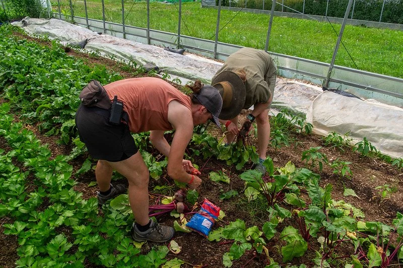 3rd Week of the Summer CSA Season: Week of June 25th