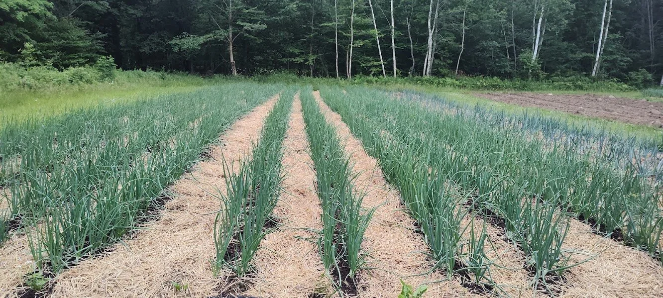 4th Week of the Summer CSA Season: Week of July 2nd