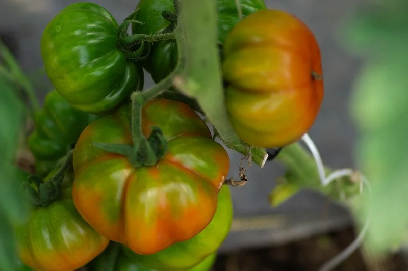 5th Week of the Summer CSA Season: Week of July 9th