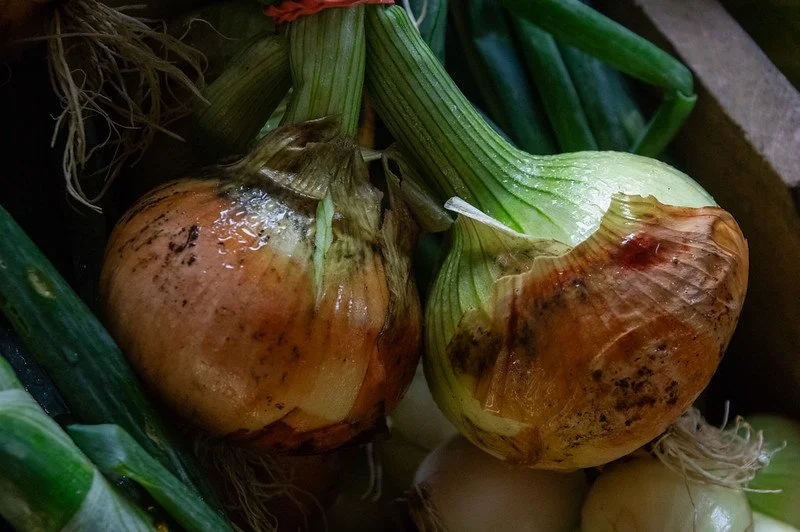 6th Week of the Summer CSA Season: Week of July 16th