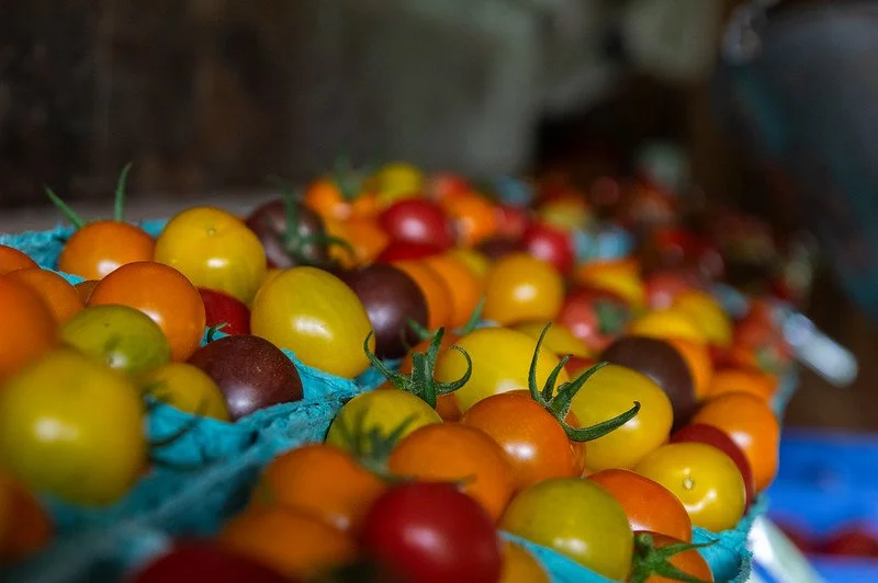 9th Week of the Summer CSA Season: Week of August 6th