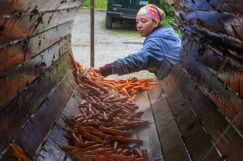 12th Week of the Summer CSA Season: Week of August 27th