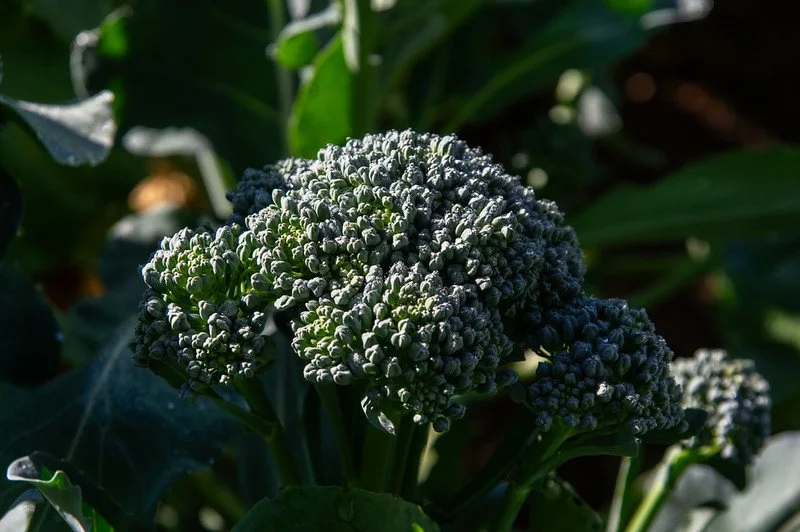 14th Week of the Summer CSA Season: Week of September 10th