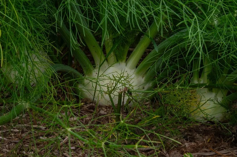 17th Week of the Summer CSA Season: Week of October 1st
