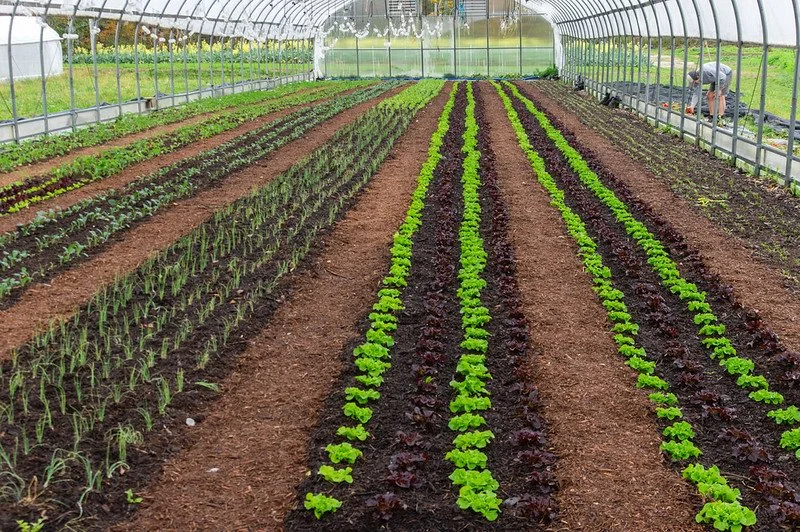 18th Week of the Summer CSA Season: Week of October 8th