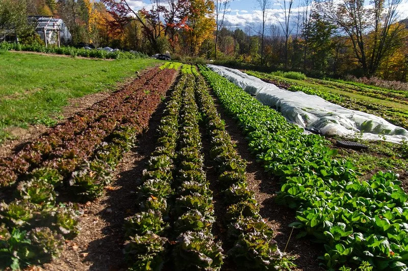 19th Week of the Summer CSA Season: Week of October 15th