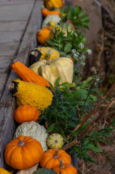 3rd Week of the Fall CSA Season: Week of November 13th