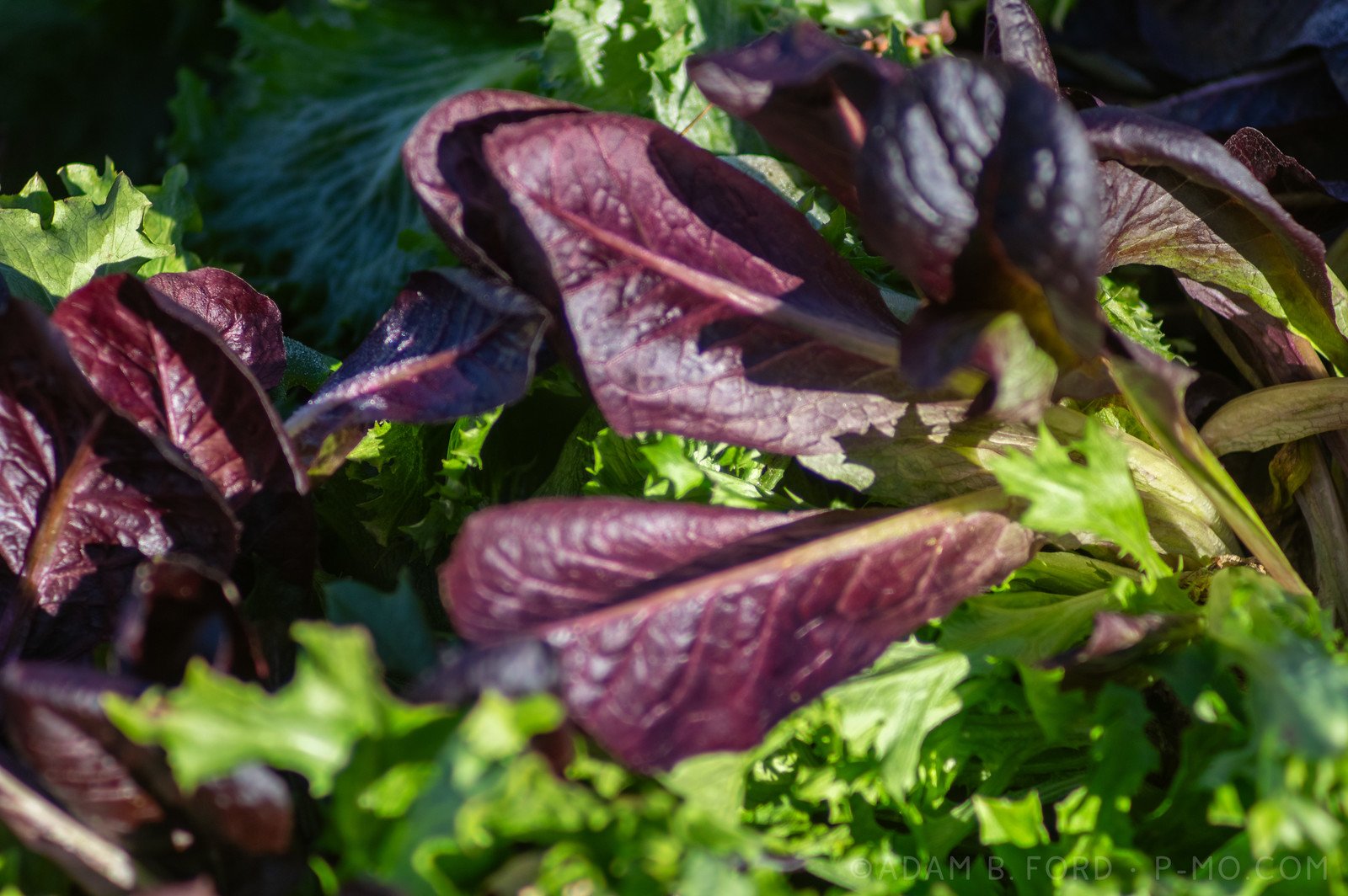 4th Week of the Fall CSA Season: Week of November 20th