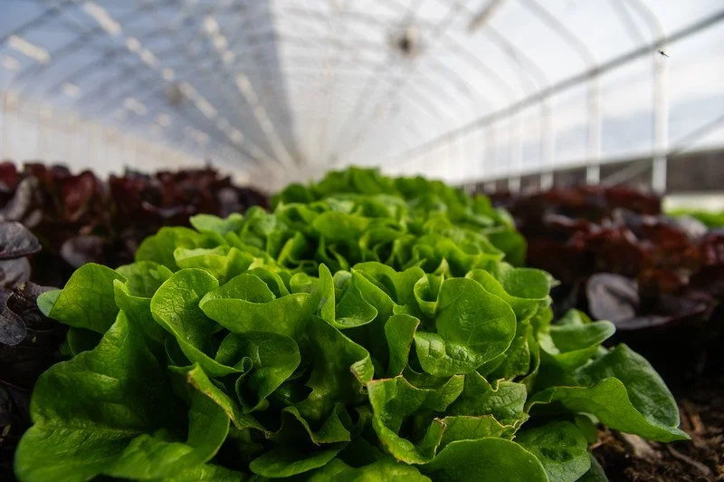 5th Week of the Fall CSA Season: Week of November 26th