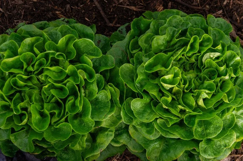 7th Week of the Fall CSA Season: Week of December 11th
