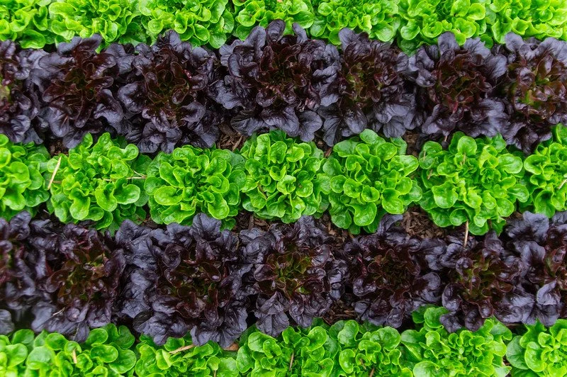 8th Week of the Fall CSA Season: Week of December 18th
