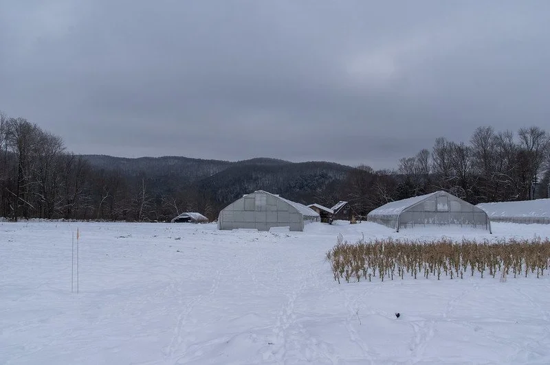LAST Week of the Fall CSA Season: Week of December 31st