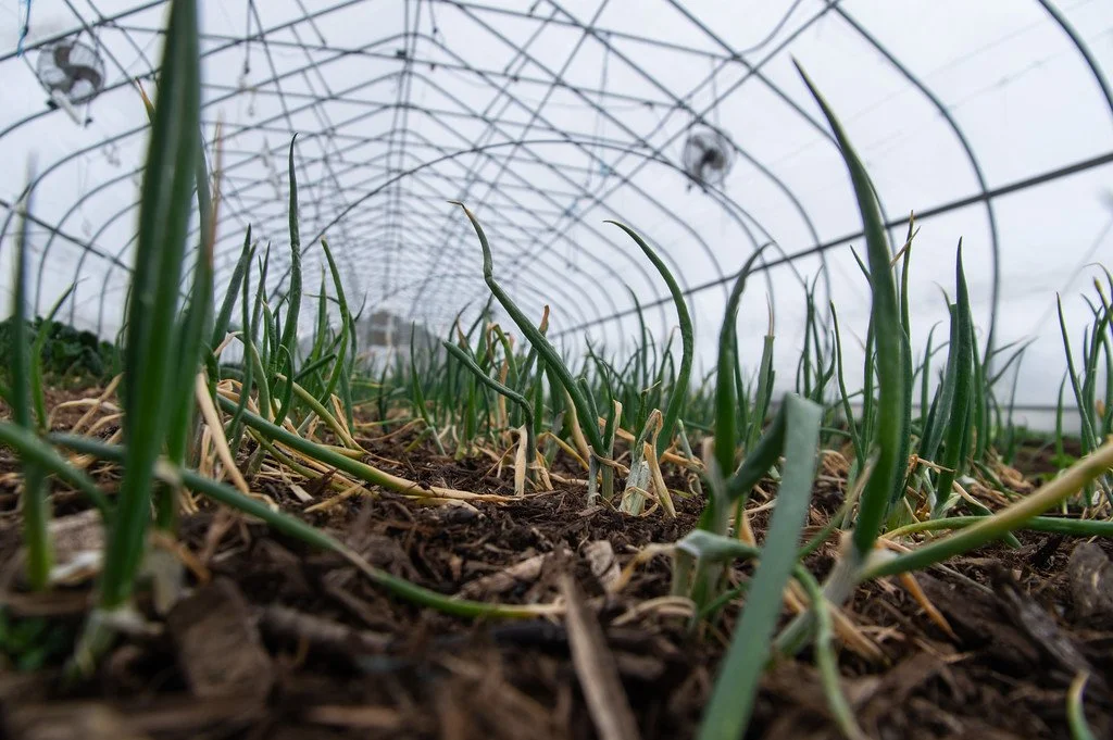 2nd Week of the Spring CSA Season: Week of March 12th 