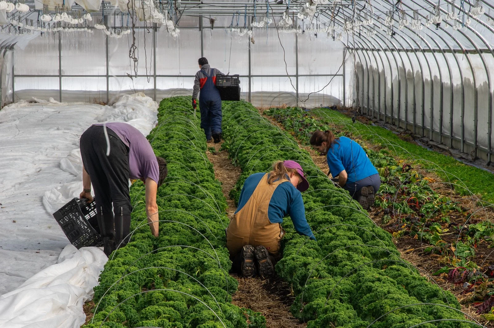 2nd Week of the Spring CSA Season: Week of March 11th