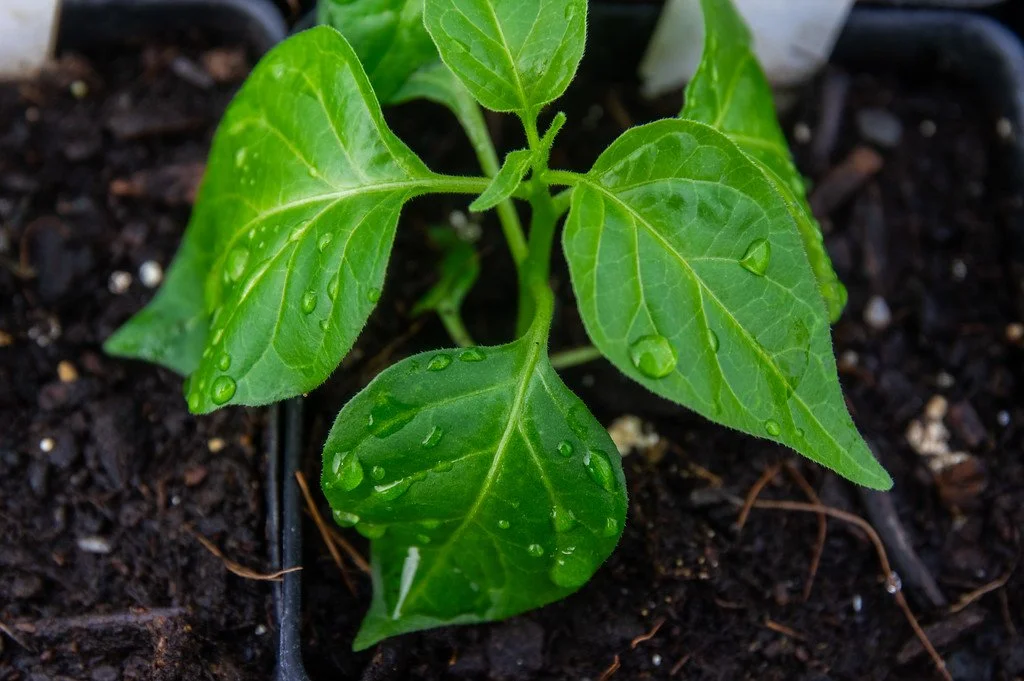 5th Week of the Spring CSA Season: Week of March 31st