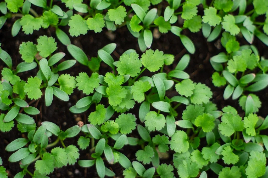 6th Week of the Spring CSA Season: Week of April 8th