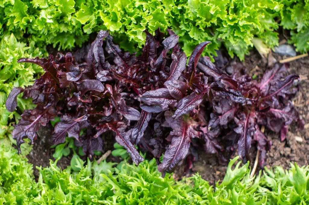 7th Week of the Spring CSA Season: Week of April 15th