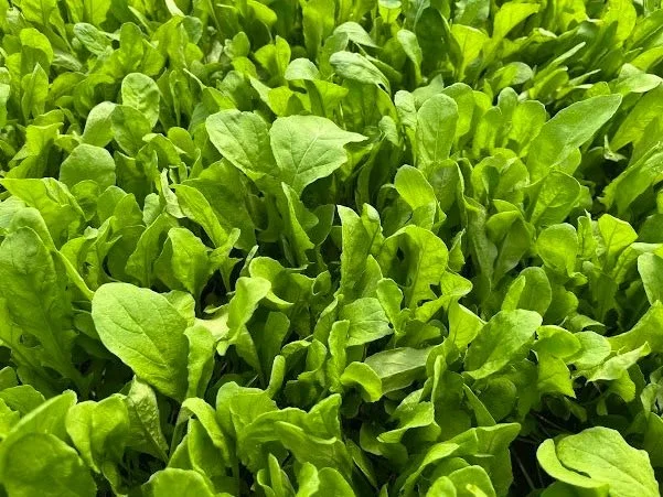 8th Week of the Spring CSA Season: Week of April 22nd