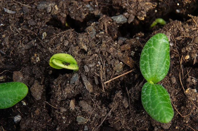 9th Week of the Spring CSA Season: Week of April 29th