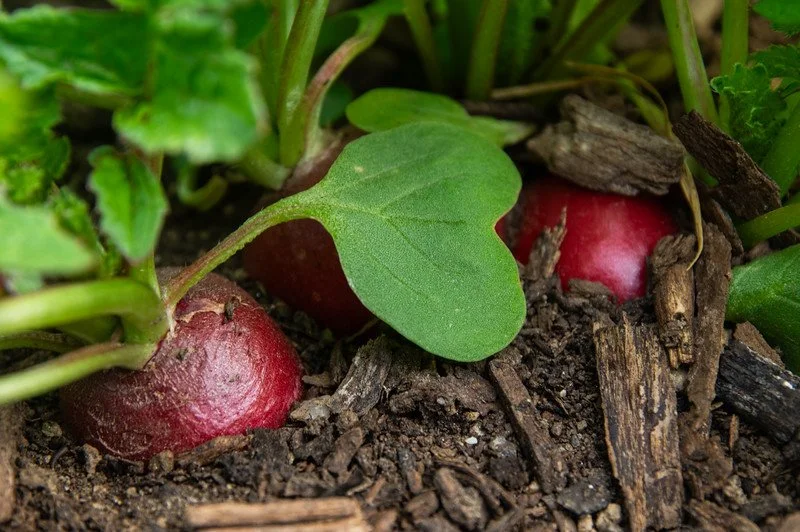 11th Week of the Spring CSA Season: Week of May 13th