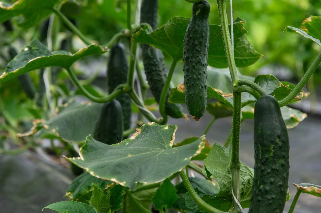 4th Week of the Summer CSA Season: Week of June 16th