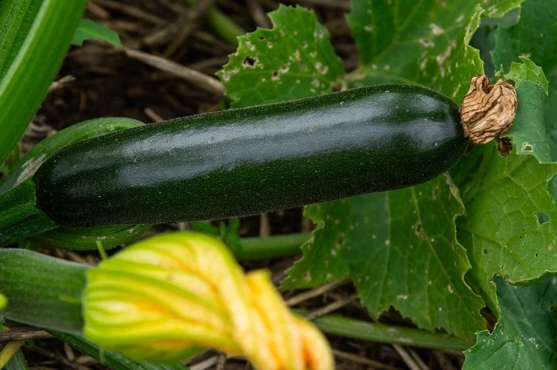 7th Week of the Summer CSA Season: Week of July 7th