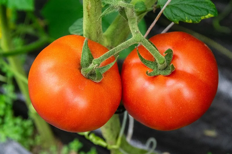 10th Week of the Summer CSA Season: Week of July 28th