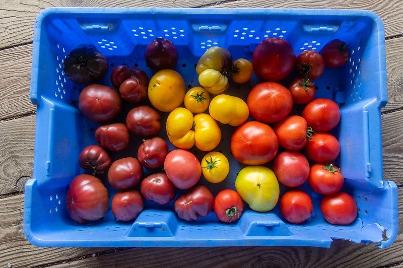 11th Week of the Summer CSA Season: Week of August 4th