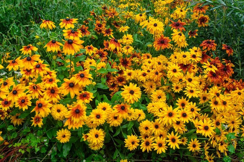 12th Week of the Summer CSA Season: Week of August 11th
