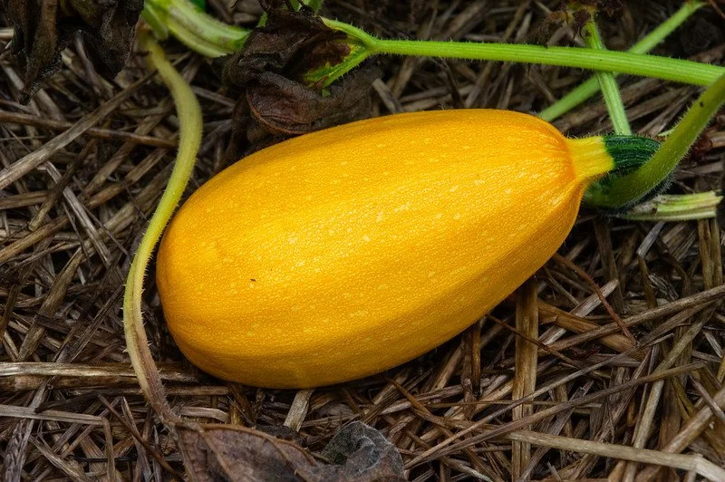 13th Week of the Summer CSA Season: Week of August 18th