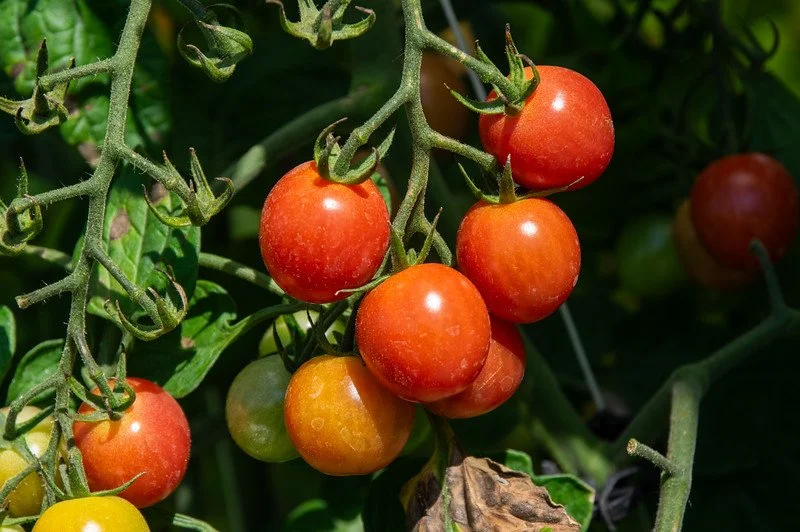 14th Week of the Summer CSA Season: Week of August 25th