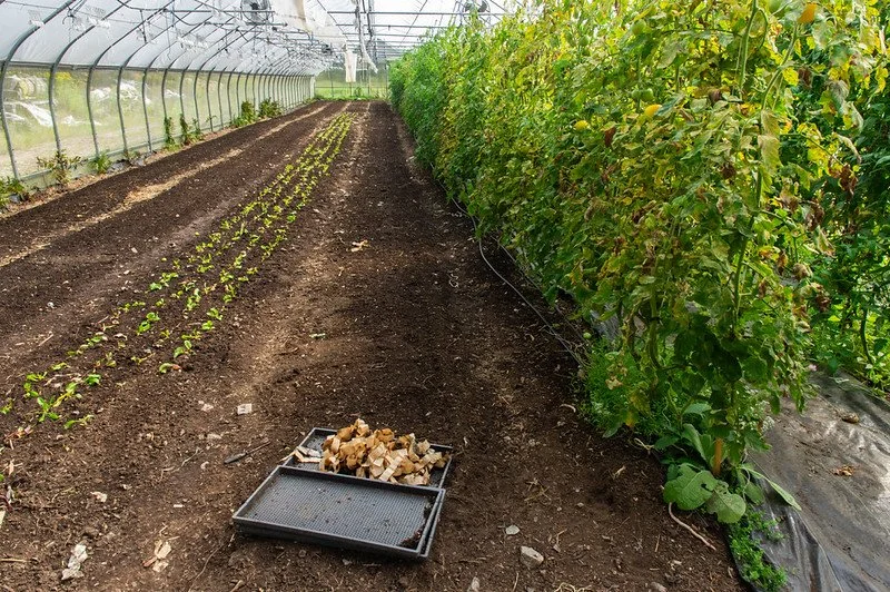 18th Week of the Summer CSA Season: Week of September 22nd