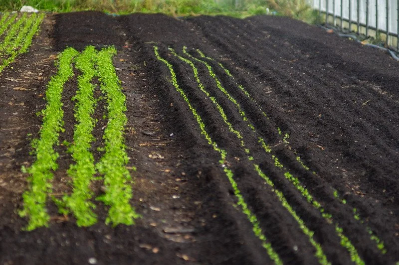 19th Week of the Summer CSA Season: Week of September 29th