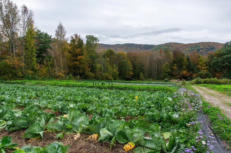 LAST (20th) Week of the Summer CSA Season: Week of October 6th